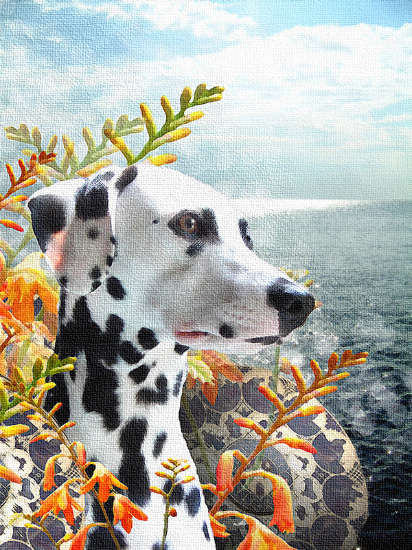 seadog